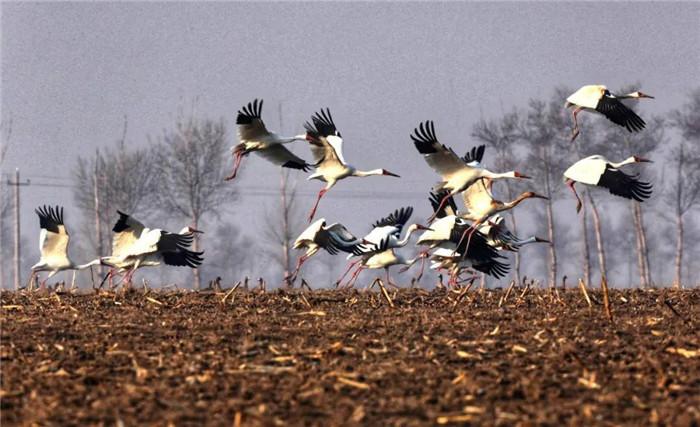 镇赉最新卖楼信息，繁荣背后的故事与影响探究