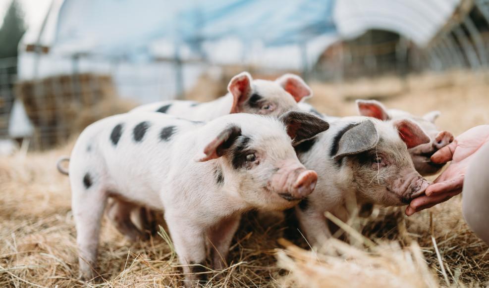 猪猪论坛最新猪价,友情与陪伴的温馨篇章
