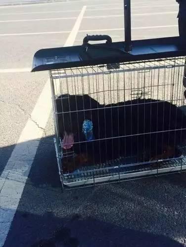 宁夏银川最新司机招聘启事,驾驭未来,从学习启程