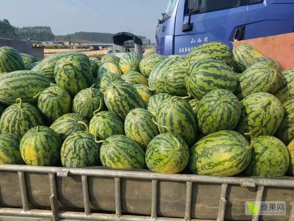 广西西瓜最新价格揭秘,尝鲜正当时!