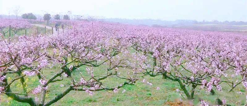 江夏郑店最新动态更新，最新发展及资讯汇总