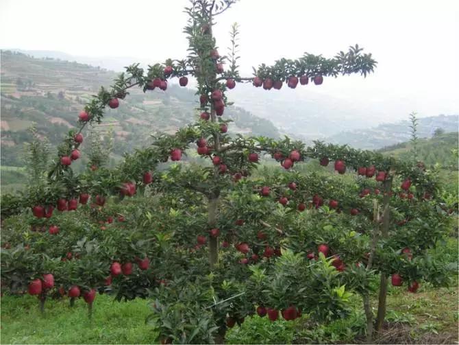 🌟苹果树最新树形,引领美丽果园新风尚的革新设计🌟