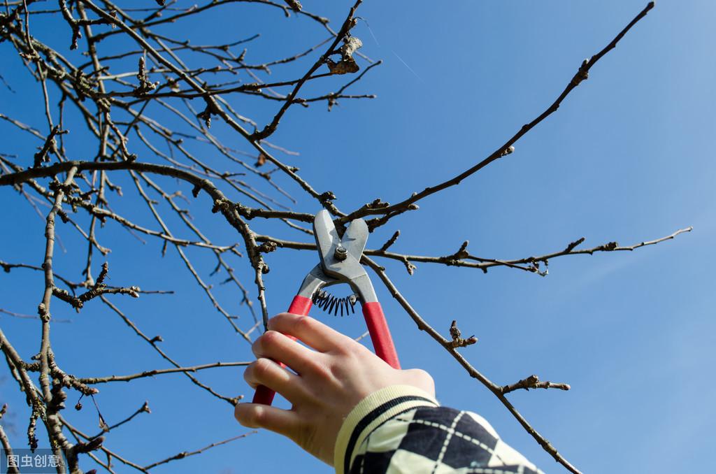 🌟苹果树最新树形,引领美丽果园新风尚的革新设计🌟