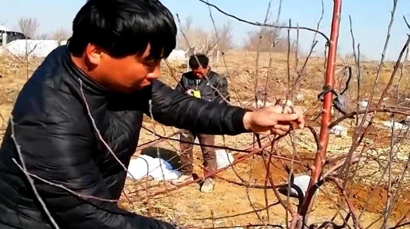 🌟苹果树最新树形,引领美丽果园新风尚的革新设计🌟