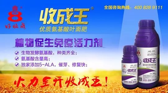 国内二铵最新价格全面解读，一文掌握市场动态！