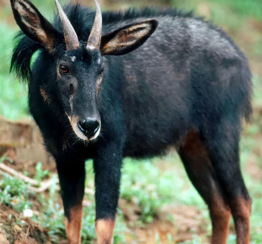 四不像正版+正版四不像,专业数据点明方法_JOA49.409先锋实践版