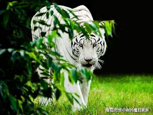 2024年白老虎免费公开,全身心解答具体_KPN49.671升级版