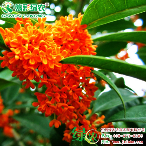 2024澳门状元红资料,创新解释说法_CVE49.575触感版