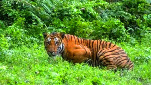 老虎吃人视频背后的趣事与友情纽带,最新温馨日常分享