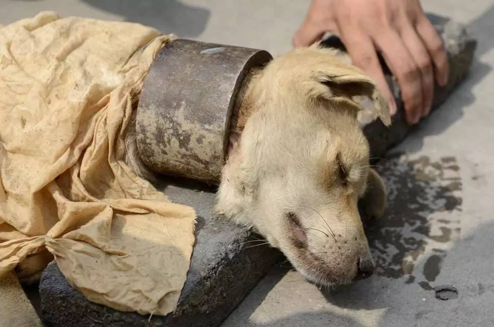 最新虐狗视频大全深度探讨与反思,要点详解解析