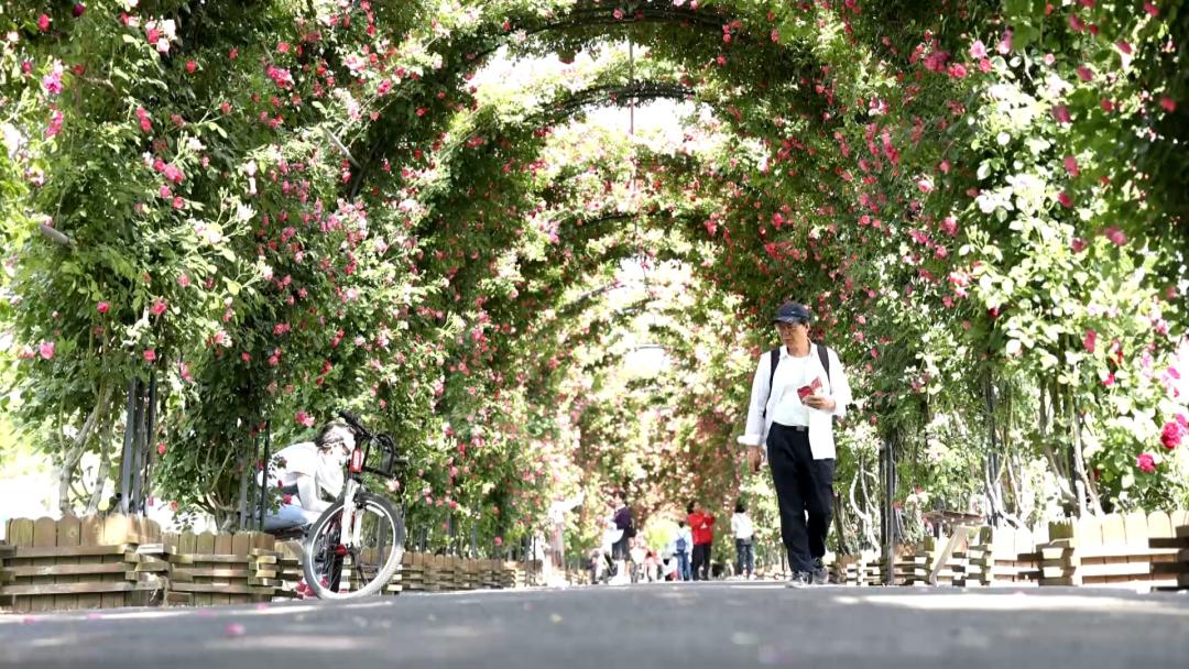 松江郊野公园最新动态更新,最新消息汇总