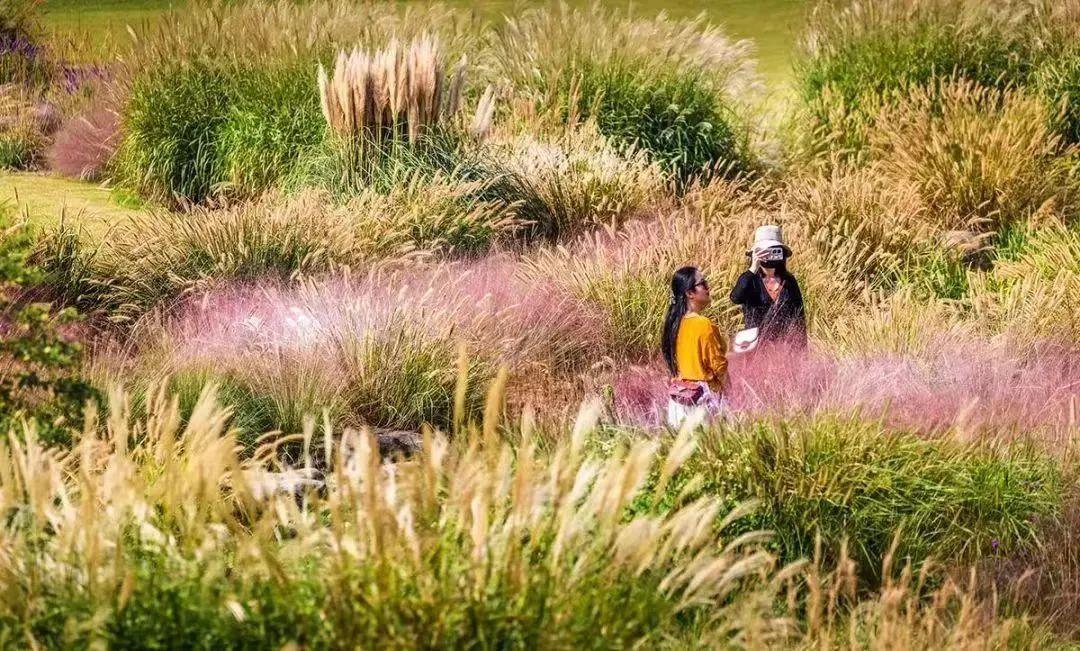 松江郊野公园最新动态更新,最新消息汇总