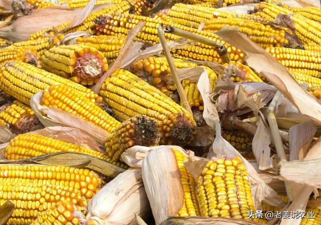 玉米价格最新行情分析,市场走势预测与未来发展趋势展望(2024年)