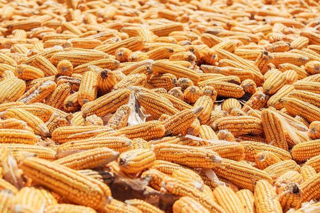 玉米价格最新行情分析,市场走势预测与未来发展趋势展望(2024年)