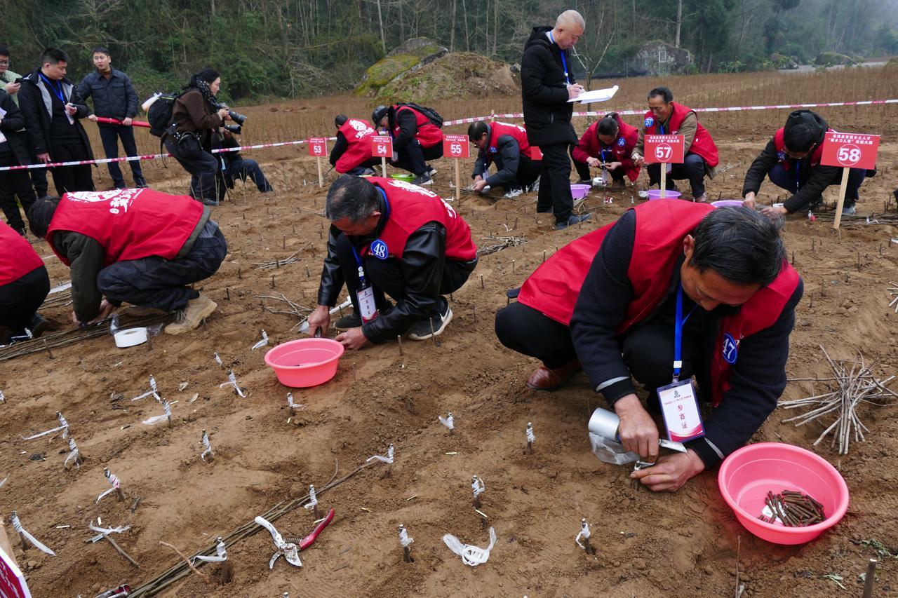 苍溪县龙山镇最新资讯更新