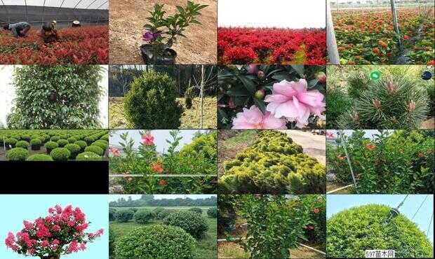 花木网最新免费求购信息汇总