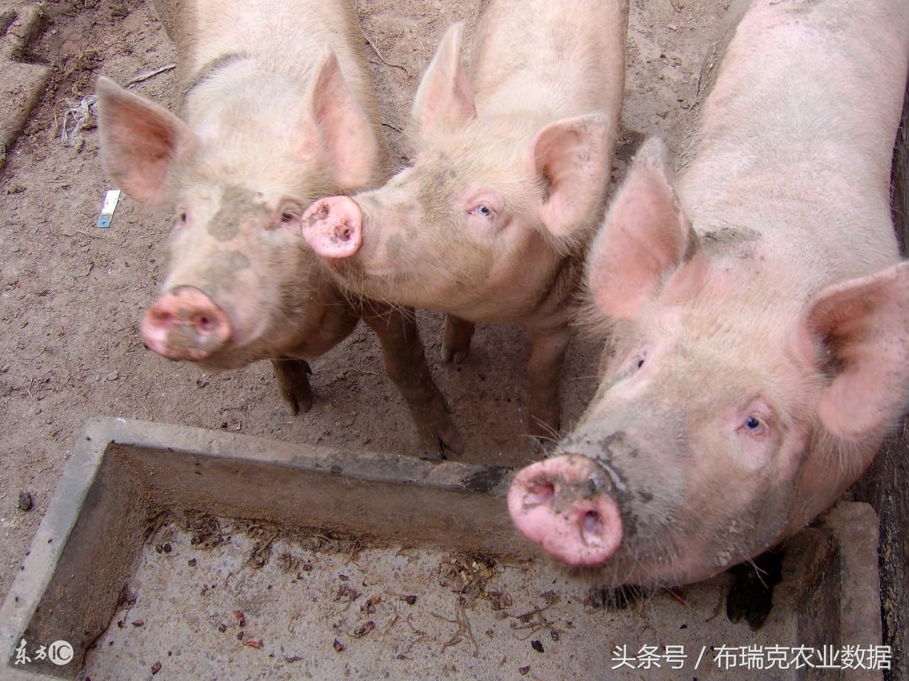 新疆天康生物最新招聘,探寻生物科技领域的人才盛宴