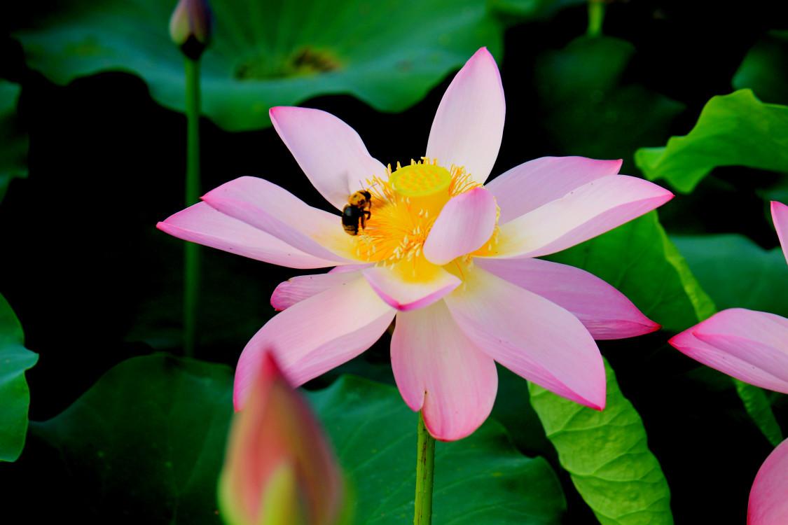 清风中原最新发布深度解读,背景、事件与影响全解析