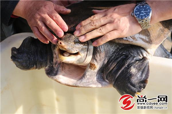 常德中华币最新动态，自然美景探索之旅，寻求内心平和宁静