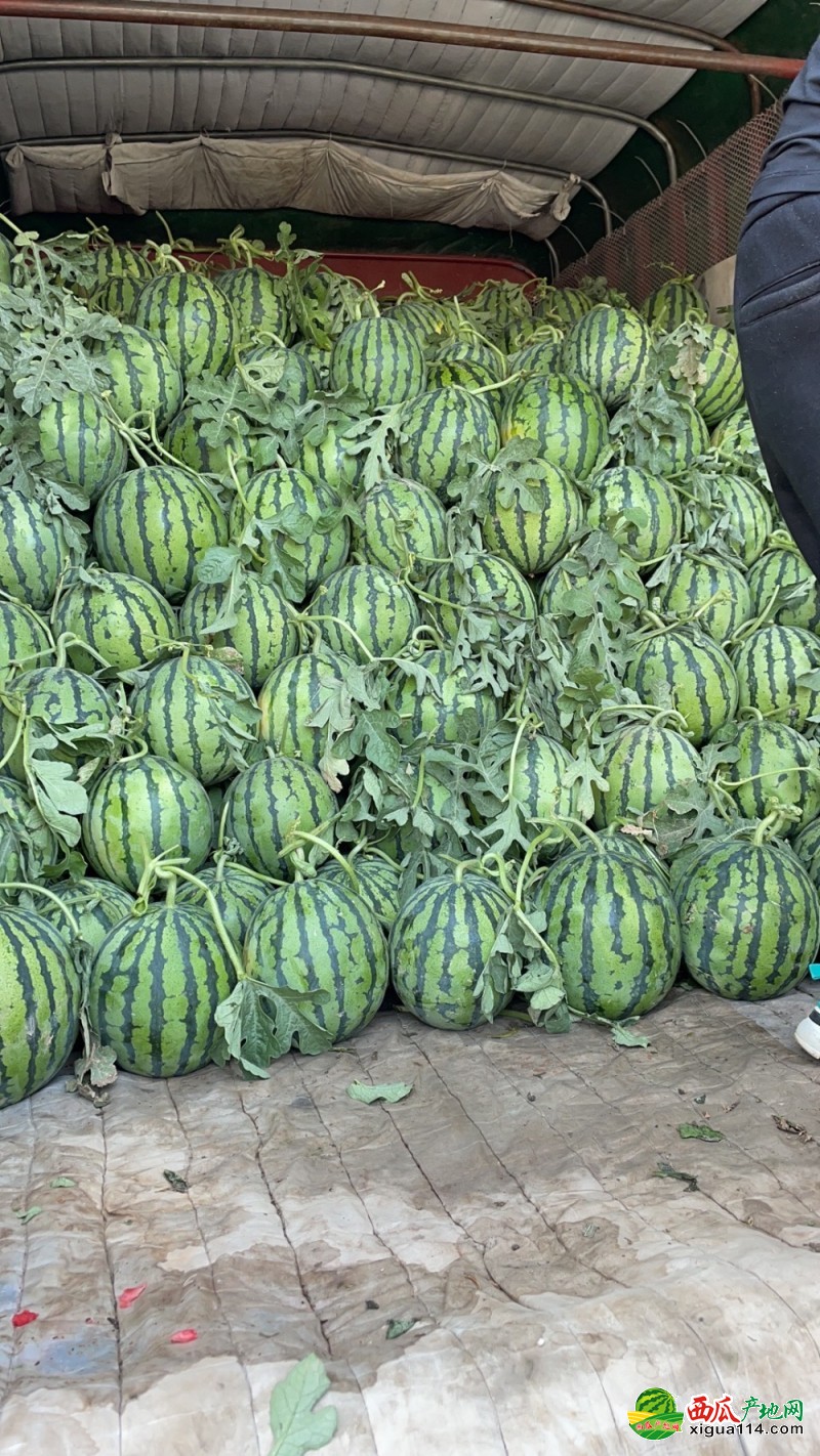 中牟西瓜最新收购价格及指南解析