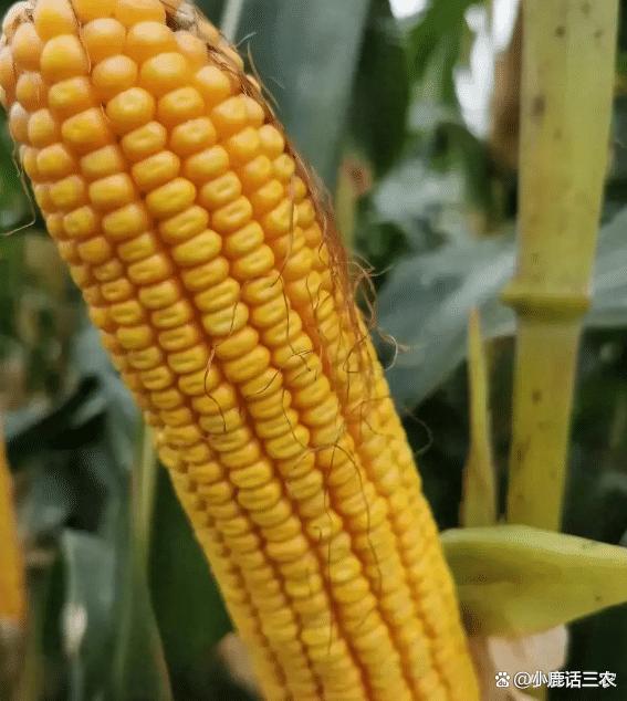 大北农转基因玉米最新动态揭秘，最新消息概览