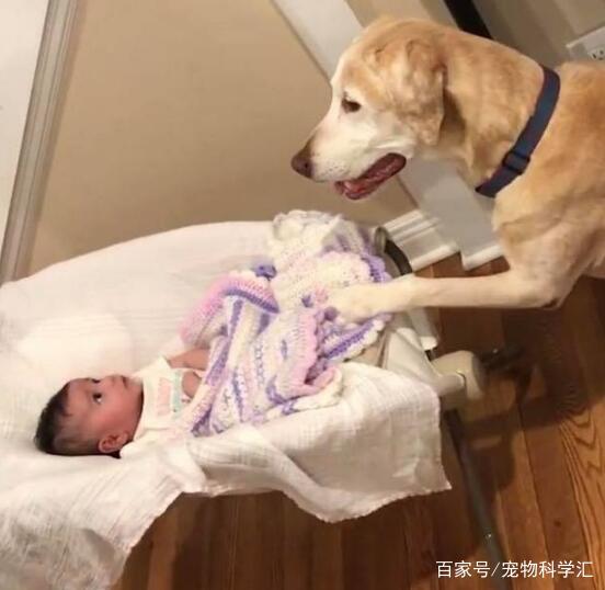 9个月孩子当狗养，励志成长之旅开启新篇章