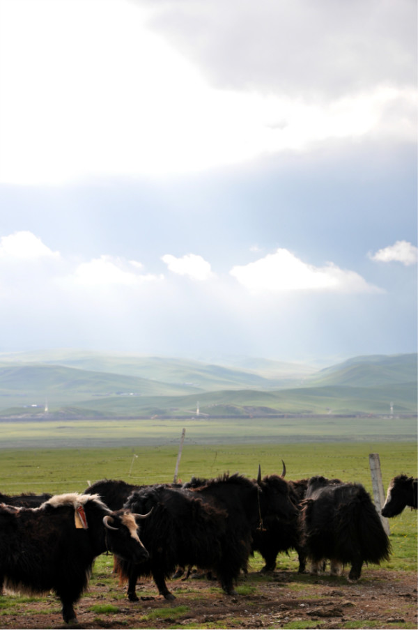 青青草最新网站探索，快乐与友情的寻觅之旅