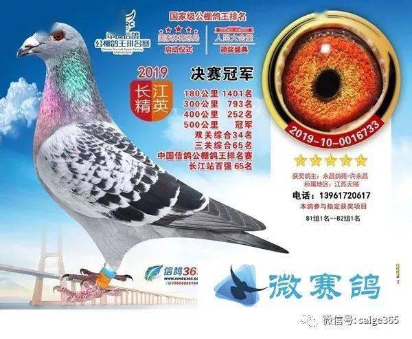 云南翎飞公棚最新动态及我的观察分析