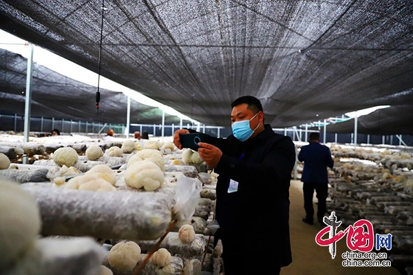 信邦食用菌引领行业新动向,开创健康未来最新消息