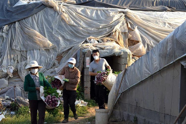 上山下乡知青最新政策,一段温馨的日常故事开启