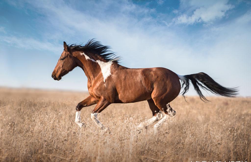 床下有特马是指什么生肖,深入探讨方案策略_URM83.912商务版