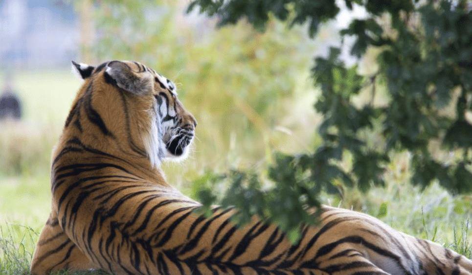 白老虎版玄机资料大全免费,全面性解释说明_DZU9.415赛博版