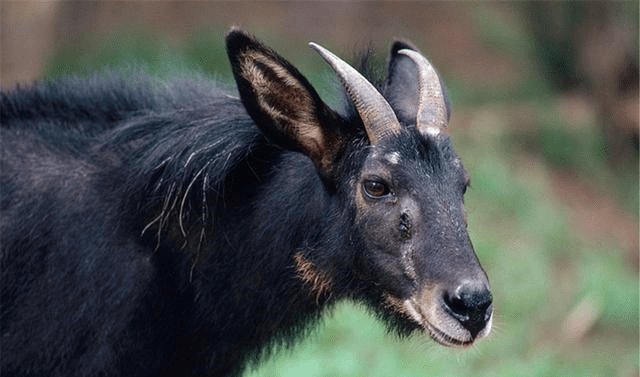 2024最新奥马免费资料四不像,精细评估方案_BWL9.630瞬间版