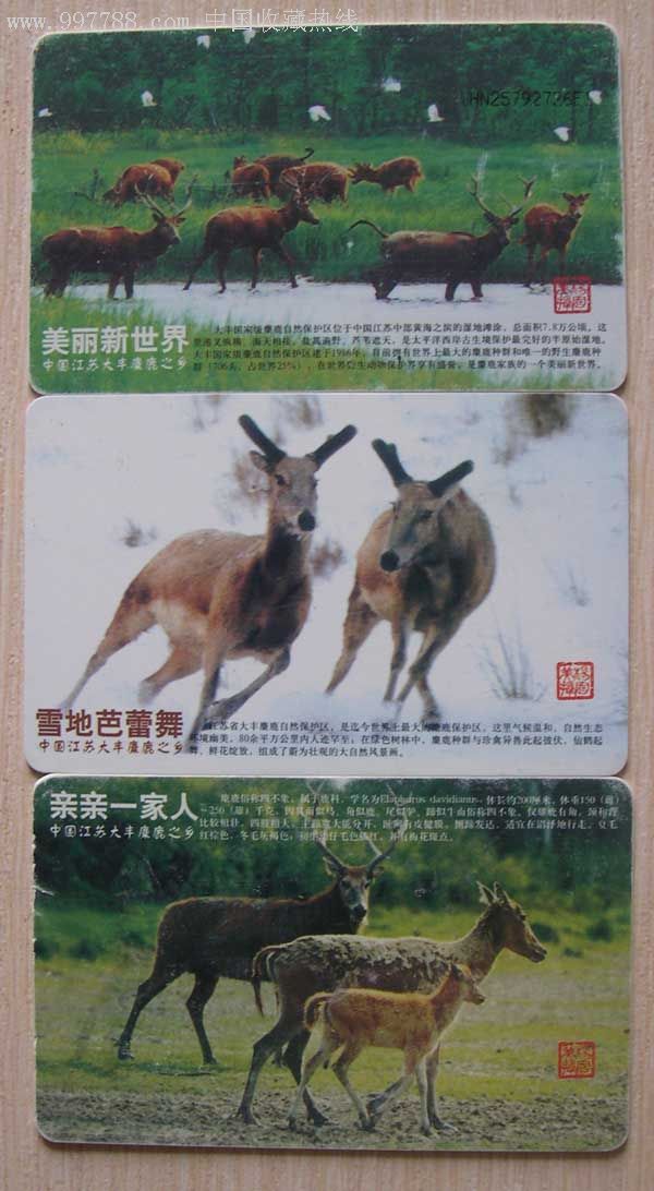 新澳四不象,外国语言文学_MRC9.931绝版