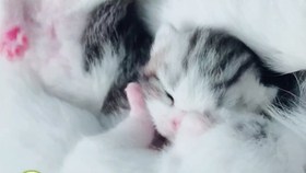 白老虎新澳门2024年1月9日,机制评估方案_开放版78.159