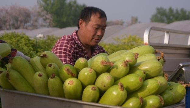 今日蔬菜价格行情更新速递