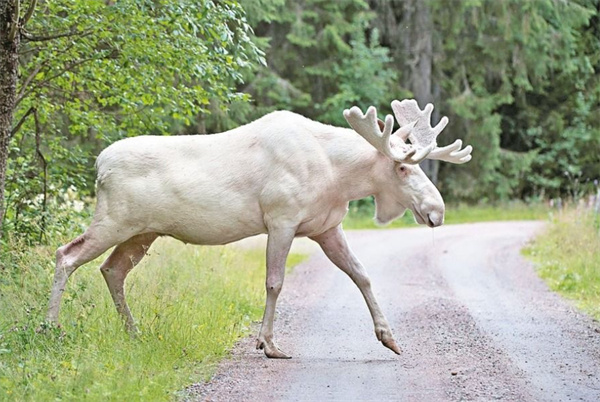 今晚四不像必中一肖图的特色功能,精准解答方案详解_旅行版7.236
