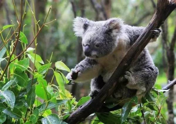 新澳今天最新资料晚上四不象,可依赖操作方案_随行版10.277