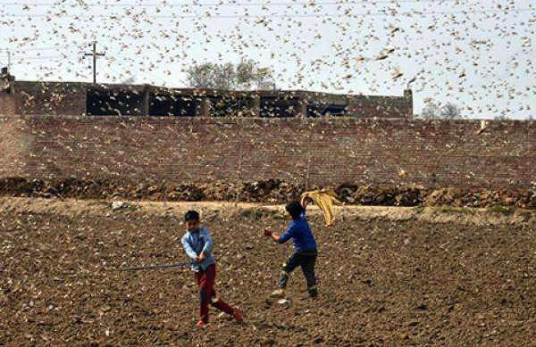 全球蝗灾最新动态,严峻挑战席卷全球
