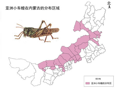 全球蝗灾最新动态,严峻挑战席卷全球