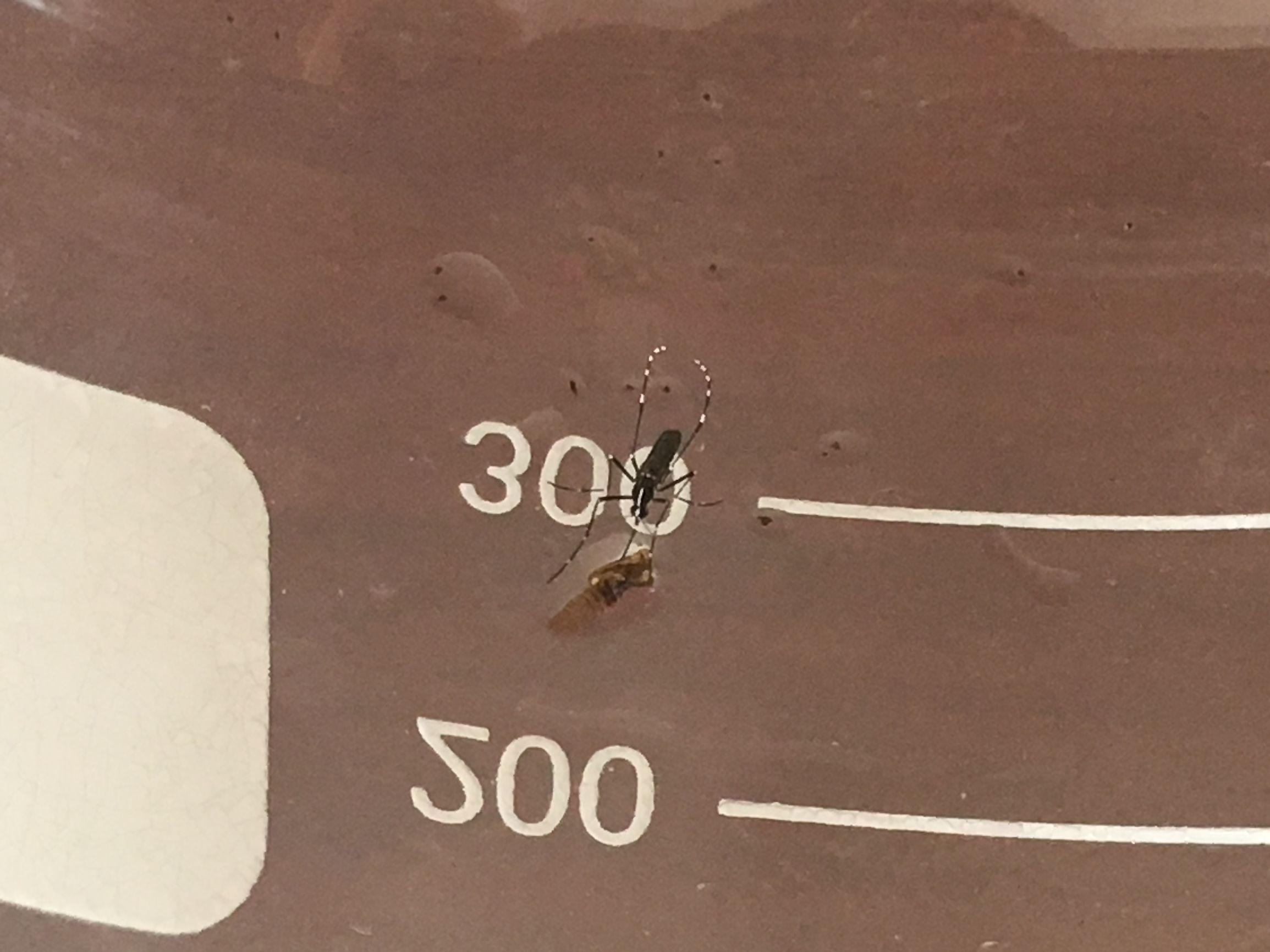 越南最新公告详解,步骤指南与公告更新速递