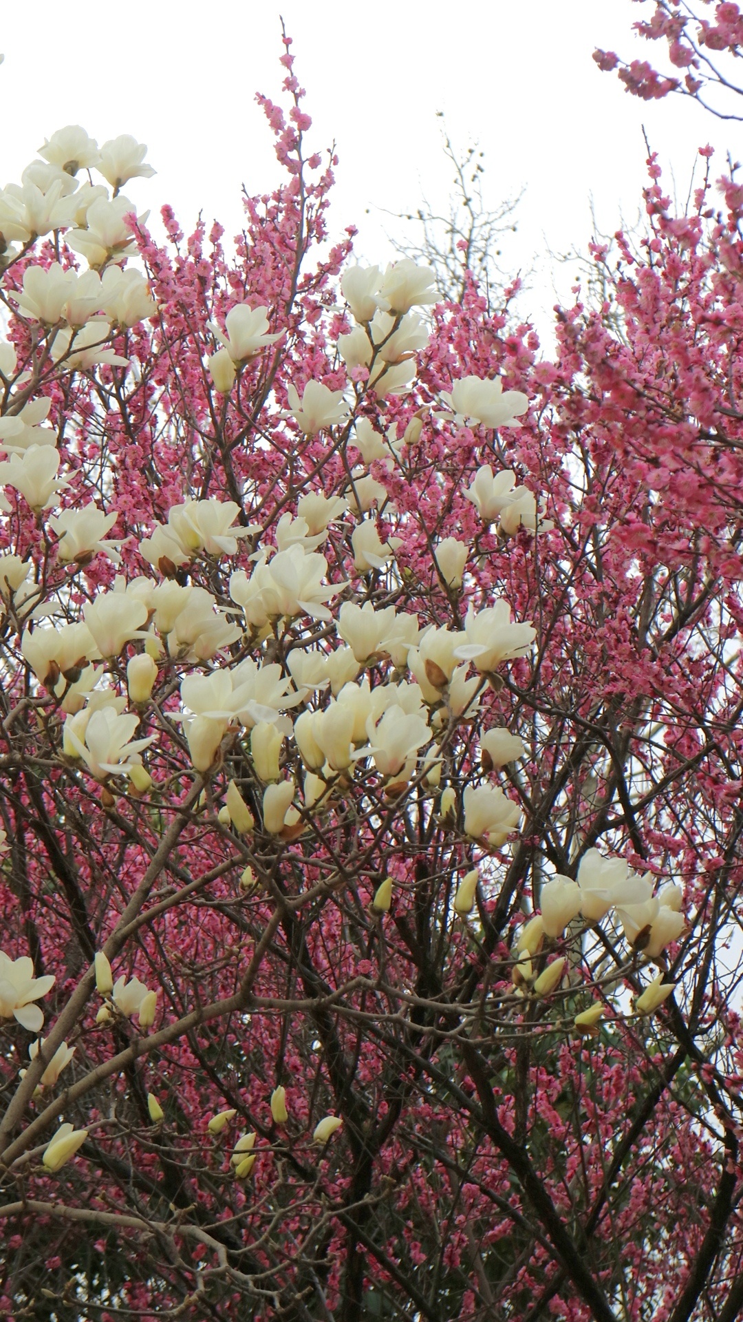 香艳春色最新,关于香艳春色最新之我见