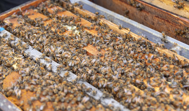 最新养蜜蜂,探索自然美景的旅行,寻找内心的甜蜜与平静