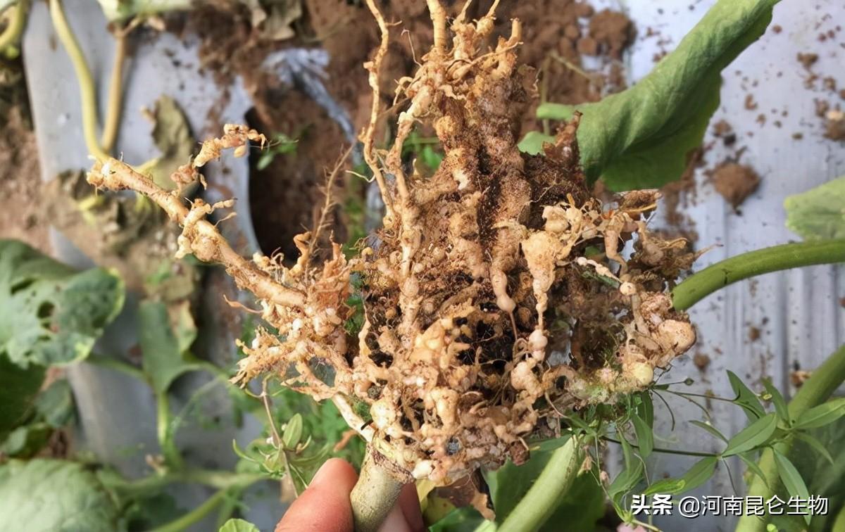 线虫最新药物与心灵的自然美景之旅