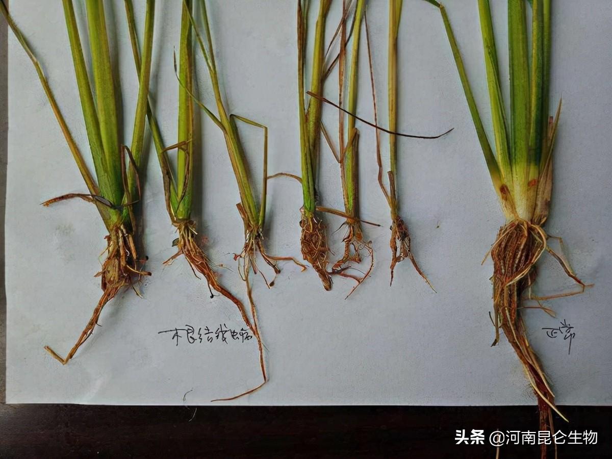 线虫最新药物与心灵的自然美景之旅