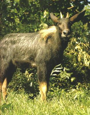 2024新奥正版资料四不像,专业调查具体解析_服务器版95.872