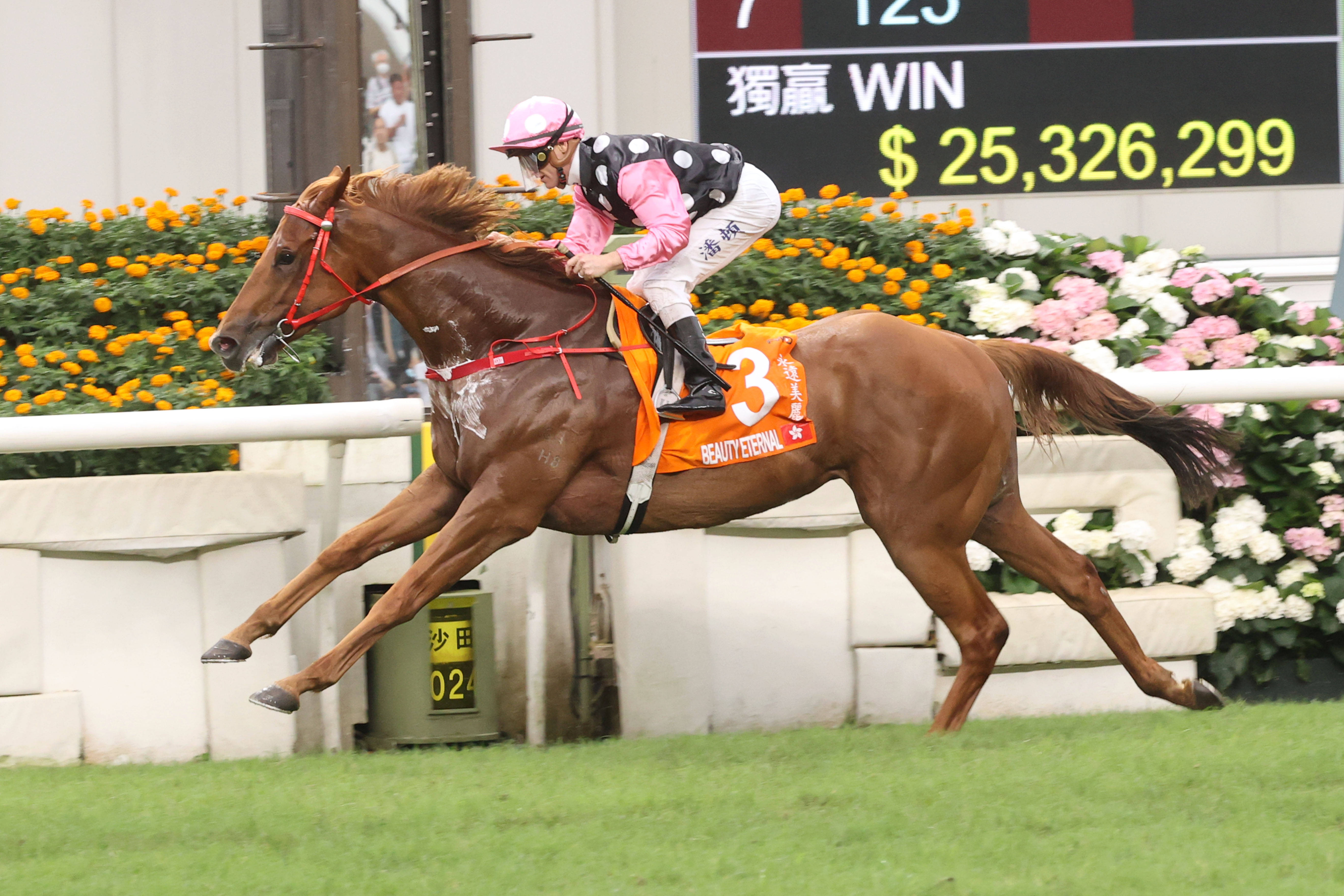 2024香港赛马全年免费资料,深入挖掘解释说明_轻量版16.482