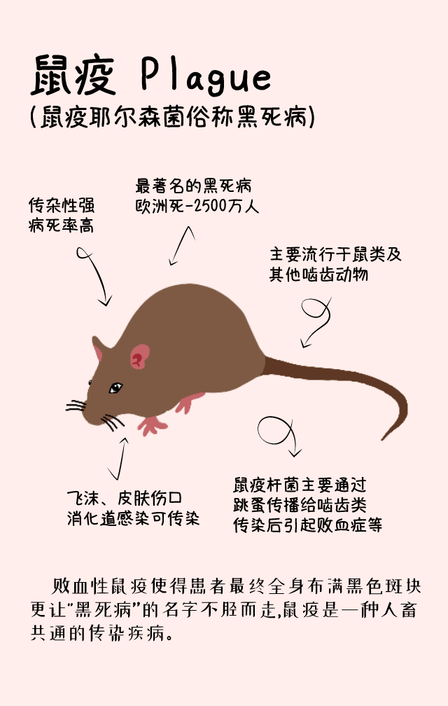 全面审视与观点阐述,鼠疫最新事态发展