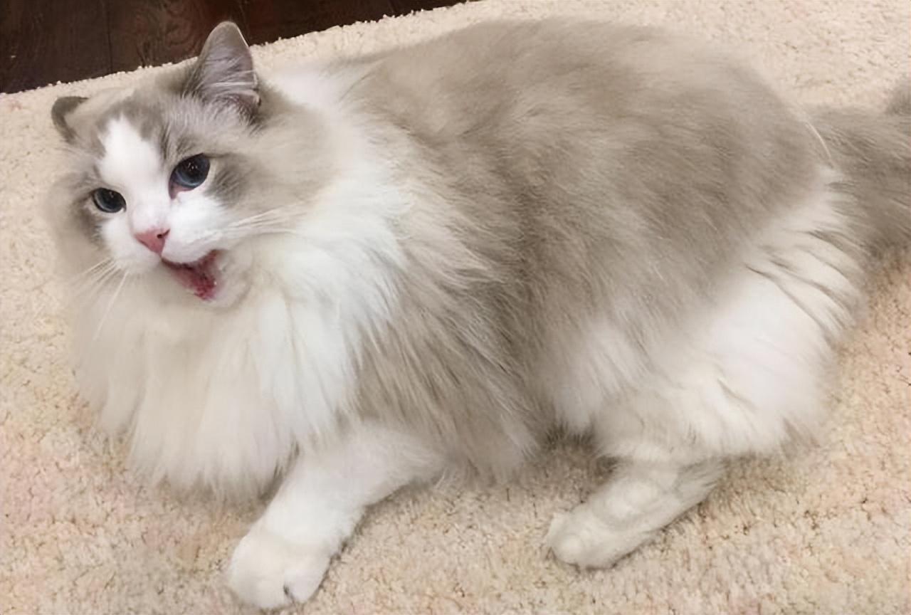 猫咪最新高科技产品介绍