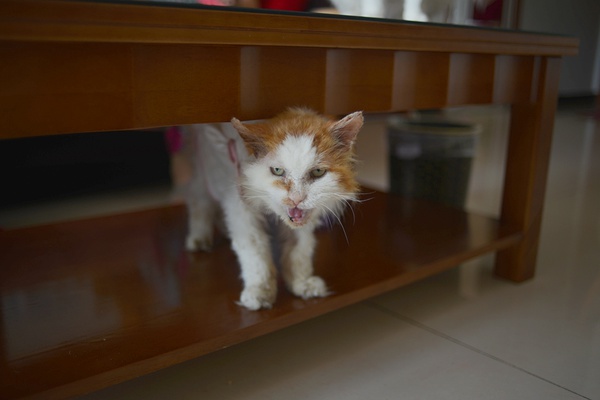 老黄最新探险记,自然美景的轻松追寻之旅